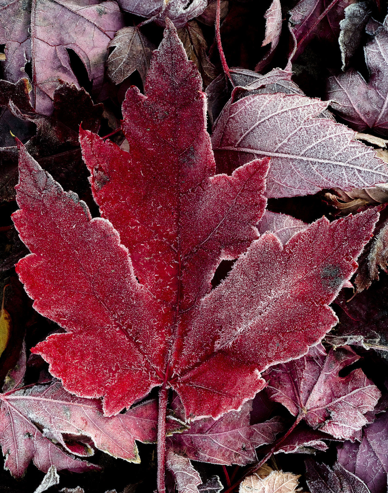 Frosty fall leaf